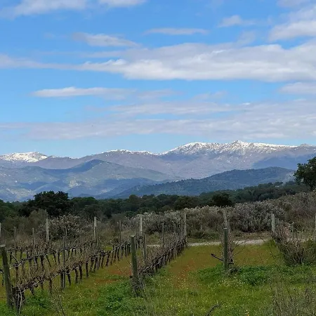 Refugi De L'albera